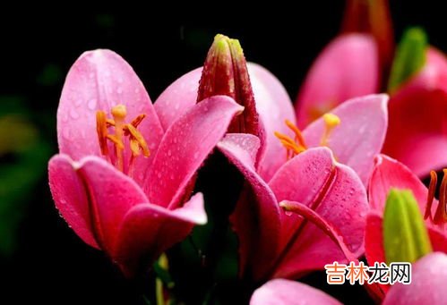百合花的花语和寓意是什么,百合花的花语和寓意
