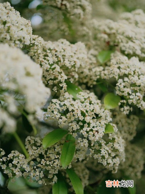 石楠花的花语,石楠花的花语