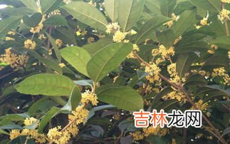 谁砍了桂花树,为什么神话传说中说，是吴刚在月亮上砍桂花树？