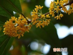 谁砍了桂花树,为什么神话传说中说，是吴刚在月亮上砍桂花树？