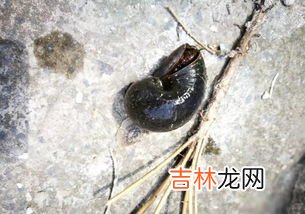 要具体，说明理由 田螺的血是什么颜色的,田螺的血是什么颜色的？