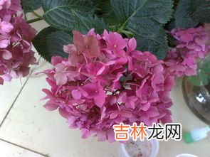 绣球花一年开几次花,三河千鸟绣球一年开几次花