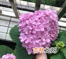 绣球花一年开几次花,三河千鸟绣球一年开几次花