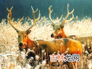 麋鹿的寓意和象征有哪些,圣诞麋鹿的寓意是什么