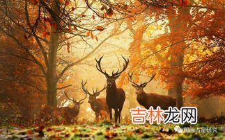 麋鹿的寓意和象征有哪些,圣诞麋鹿的寓意是什么