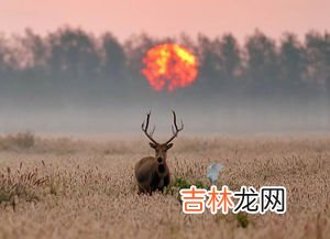 麋鹿的寓意和象征有哪些,圣诞麋鹿的寓意是什么