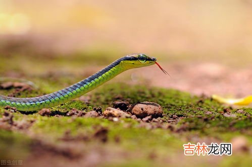 蛇是用什么来辨别味道的,蛇是用什么器官辨味的？