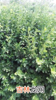 树下面刷白漆是干什么用的,树下为什么要涂白漆