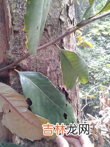 树下面刷白漆是干什么用的,树下为什么要涂白漆