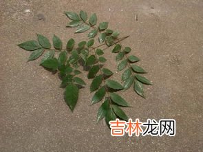 树下面刷白漆是干什么用的,树下为什么要涂白漆