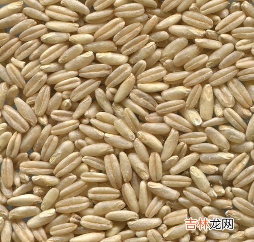 大麦的用途有哪些,大麦的功效与作用及营养价值