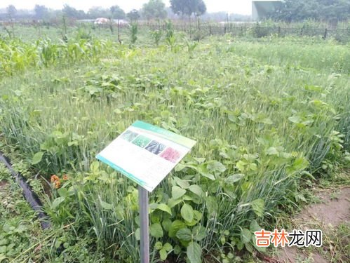 大麦的用途有哪些,大麦的功效与作用及营养价值