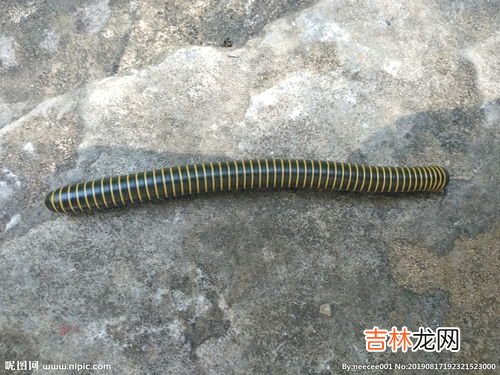 蜈蚣和千足虫的区别是什么,千足虫和蜈蚣的区别是什么？