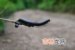 蜈蚣和千足虫的区别是什么,千足虫和蜈蚣的区别是什么？