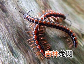 蜈蚣和千足虫的区别是什么,千足虫和蜈蚣的区别是什么？
