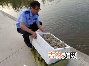 青蛙是属于动物还是属于昆虫,青蛙是昆虫吗