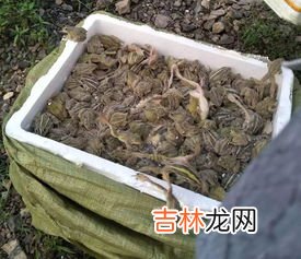 青蛙是属于动物还是属于昆虫,青蛙是昆虫吗