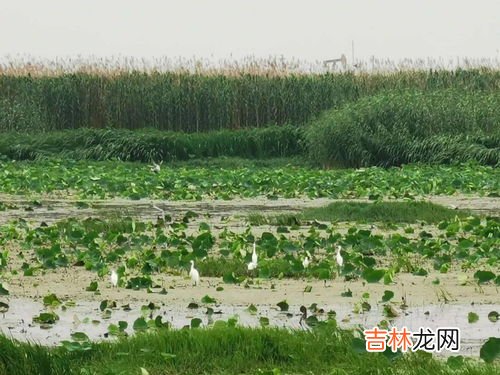 南水北调东线源头在哪里,南水北调的水源在哪？