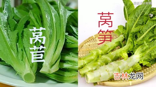 生菜和莴苣有啥区别,莴苣和莴笋的区别