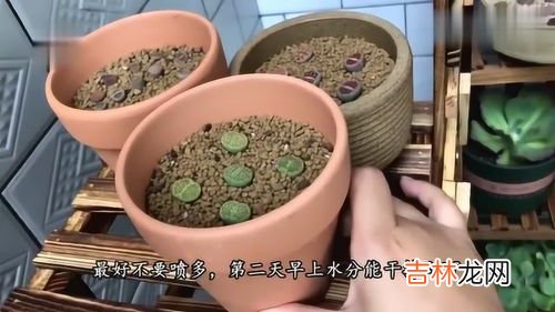 生石花简介,生石花是生物吗 生石花简介