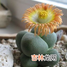 生石花简介,生石花是生物吗 生石花简介