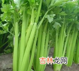 药芹与芹菜的区别有哪些,药芹与芹菜的区别