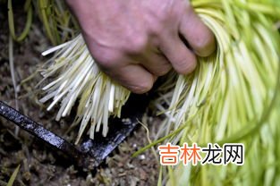 黄韭和韭黄是一种菜吗,韭菜跟韭黄的区别是什么？