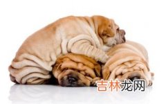 沙皮犬臭吗,体味很大、很臭的狗狗有哪些？