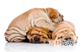 沙皮犬臭吗,体味很大、很臭的狗狗有哪些？