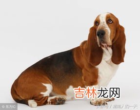 沙皮犬臭吗,体味很大、很臭的狗狗有哪些？