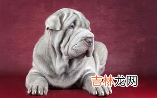 沙皮犬臭吗,体味很大、很臭的狗狗有哪些？