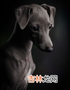 什么是意大利灰狗,十大短毛小型犬