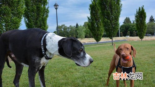 什么是意大利灰狗,十大短毛小型犬