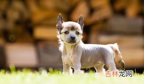 什么是意大利灰狗,十大短毛小型犬