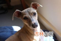 什么是意大利灰狗,十大短毛小型犬