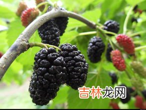 桑葚长毛了还能吃吗,桑葚上在冰箱内天就长放了一白色的毛毛,请问还能吃吗?