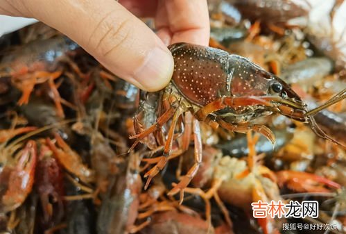 虾头里面的黄可以吃吗,为什么小龙虾的头不能吃 小龙虾头里的黄到底能不能吃