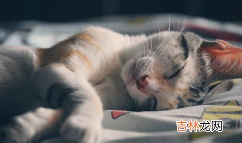 什么是猫薄荷,猫薄荷是什么