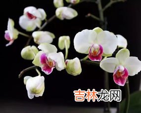 兰花的花语是什么,兰花花语