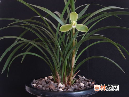 兰花的花语是什么,兰花花语