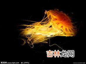 水母是光源吗,海洋中的水母闪闪发光十分漂亮!水母是如何发光的?