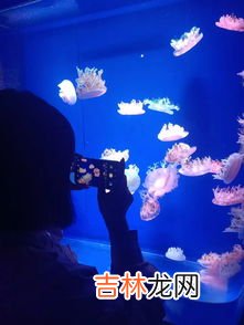 水母是光源吗,海洋中的水母闪闪发光十分漂亮!水母是如何发光的?