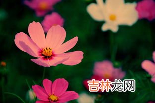 格桑花和波斯菊的区别,波斯菊与格桑花有什么区别？