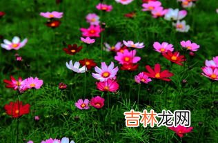 格桑花和波斯菊的区别,波斯菊与格桑花有什么区别？