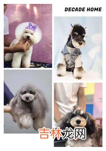 宠物生活馆主要是干什么的,宠物店服务项目都有什么