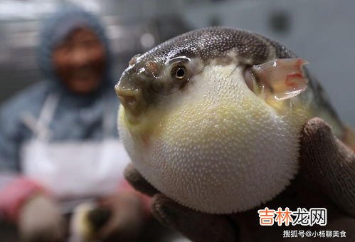 河豚怎么吃,河豚正确吃法是什么