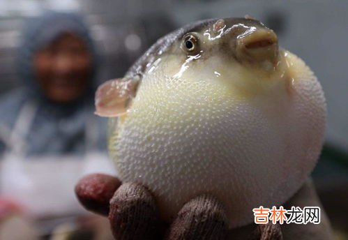 河豚怎么吃,河豚正确吃法是什么