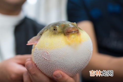 河豚怎么吃,河豚正确吃法是什么