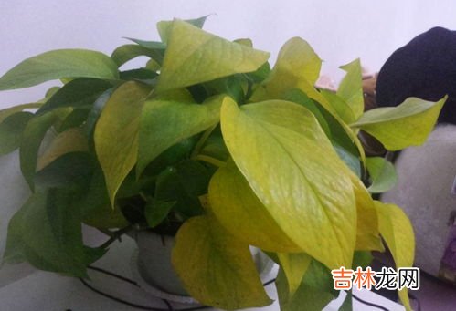 绿萝叶子发黄怎么回事,绿萝叶子发黄什么原因