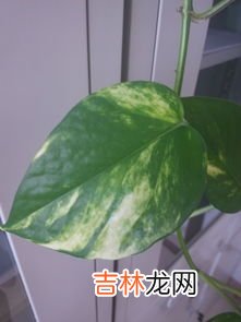 绿萝叶子发黄怎么回事,绿萝叶子发黄什么原因